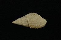 藏品(瘤蜷)的圖片